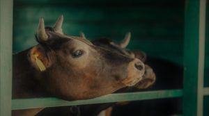 transporte de animais