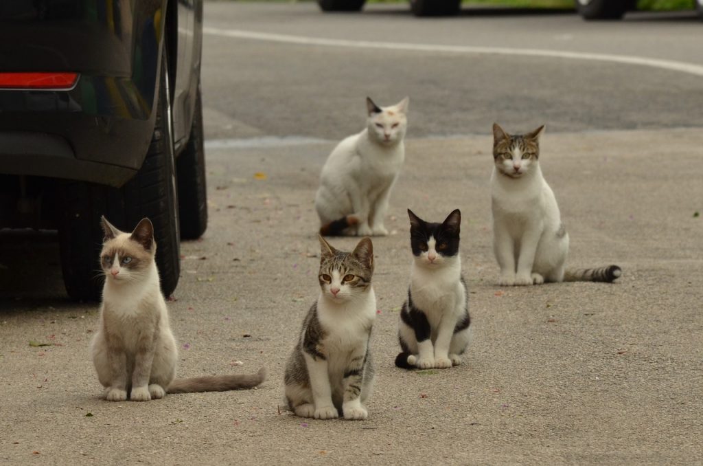 Colónia de gatos na rua