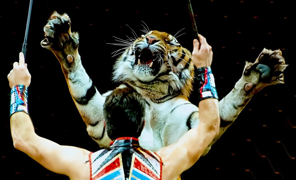Foto de domador com tigre num tigre