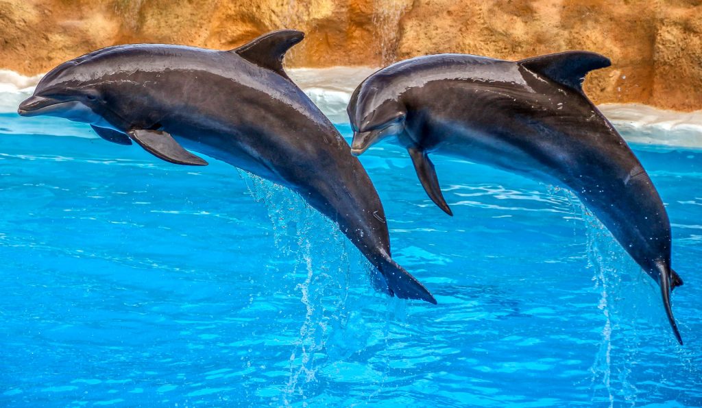 Golfinhos Delfinário