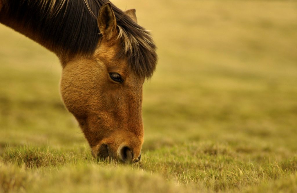 Pelo fim do abate de cavalos