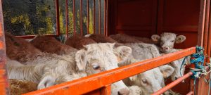 Vacas amontoadas num navio nos Açores