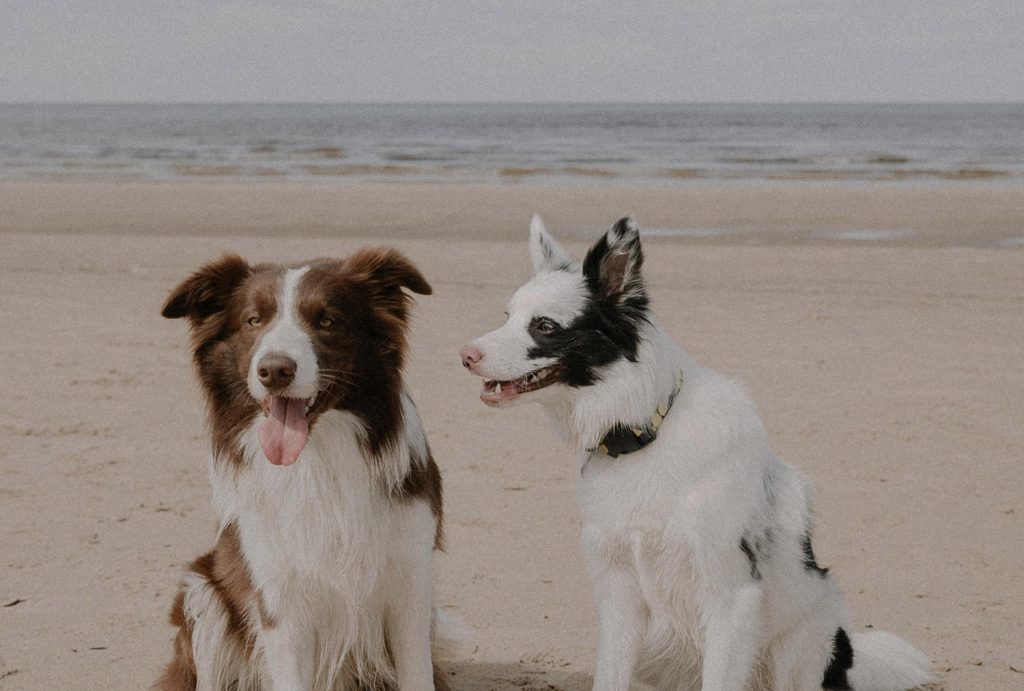 animais na praia